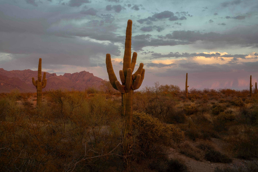 Arizona Dream - Matilde Gattoni by Matilde Gattoni at White Label Project