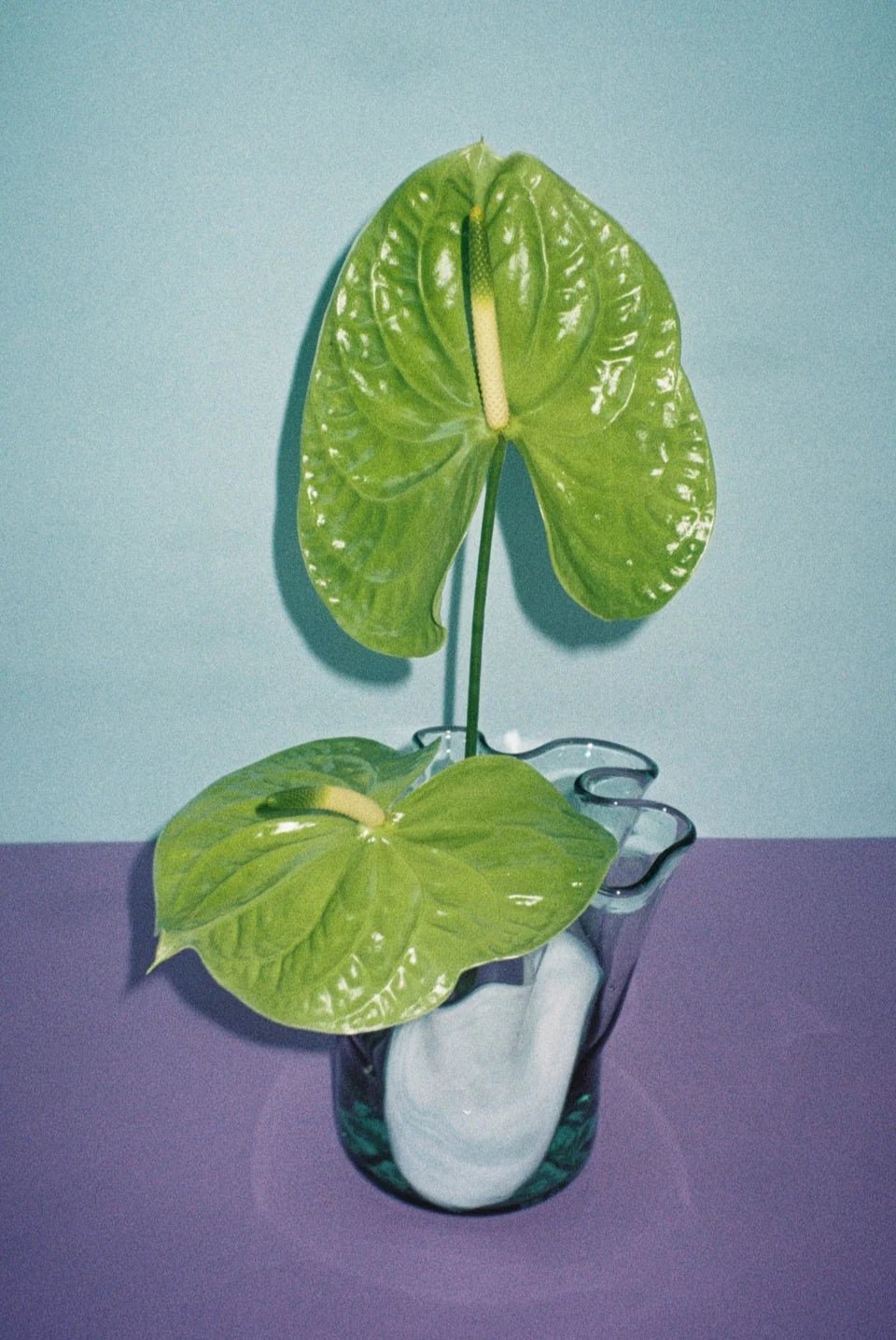 Lunar Vase - White by Studio Conchita at White Label Project