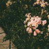 The Big Bloom Ambient Fragrance
