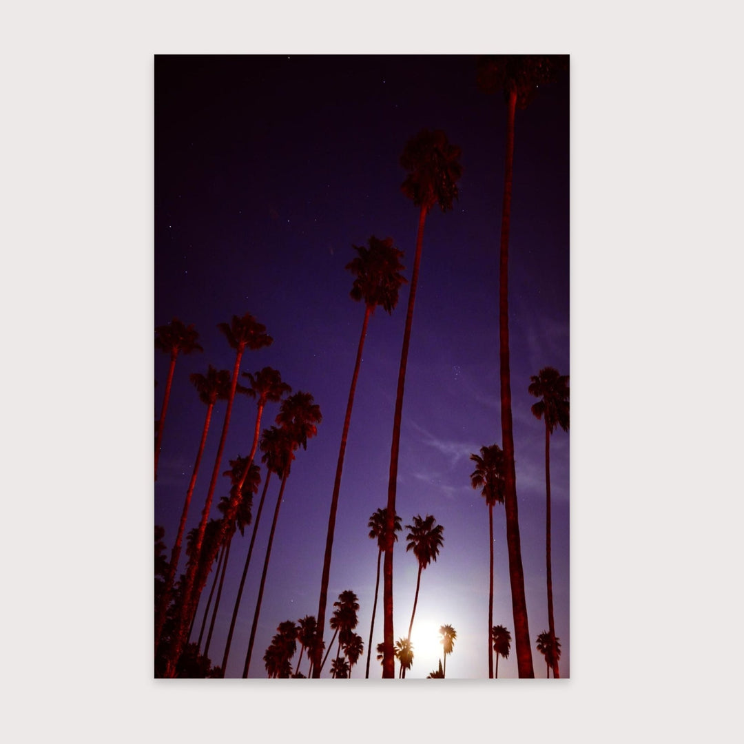 Supermoon & Palmtree - Amanda Friedman by Amanda Friedman at White Label Project