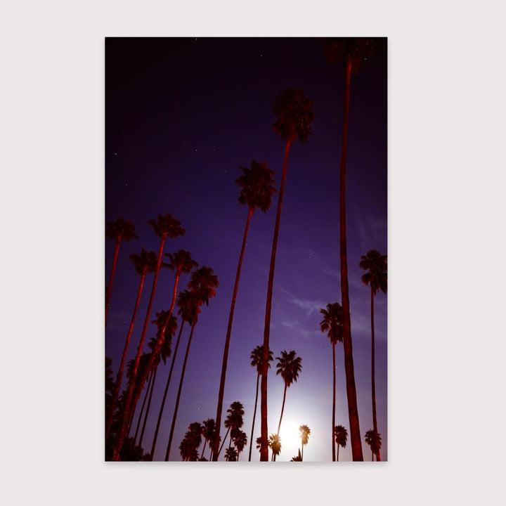 Supermoon & Palmtree - Amanda Friedman by Amanda Friedman at White Label Project