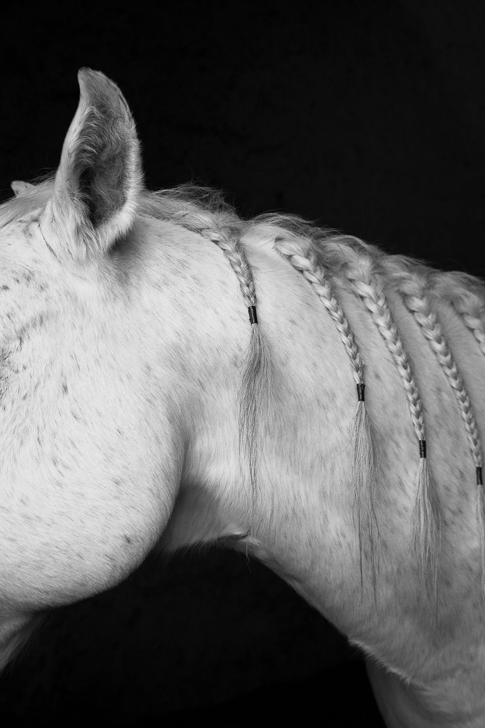 The Horses - Gabriela Alatorre by Gabriela Alatorre at White Label Project