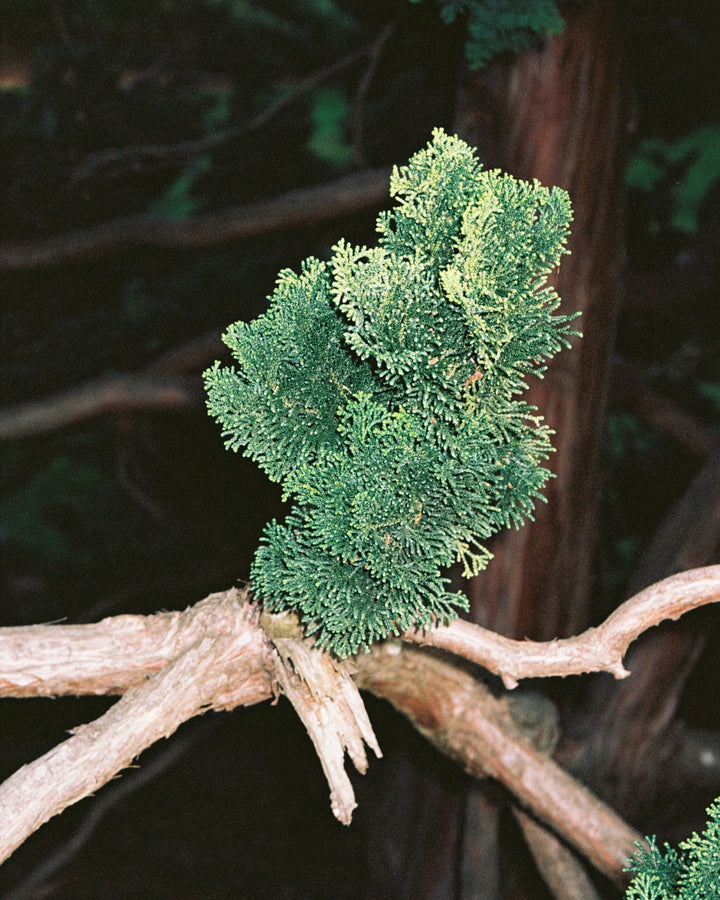 Hinoki Diffuser by La Bruket at White Label Project