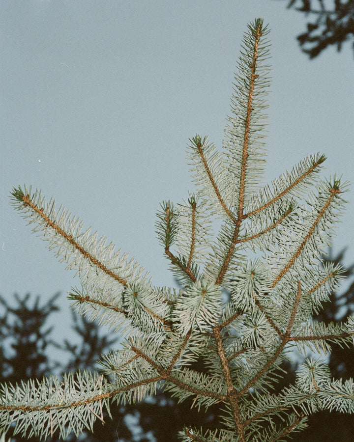 Winter Pine Diffuser by La Bruket at White Label Project