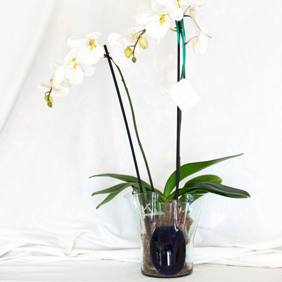 Lunar Vase - Blue by Studio Conchita at White Label Project